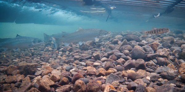 

Undervannsfoto som viser fisk som vandrer opp en elv