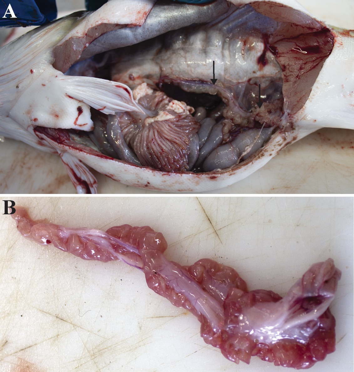 Figuren viser et fotografi av en hanntorsk åpnet ventralt og på siden, slik at man kan se organene i bukhulen, spesielt testiklene som ligger langs svømmeblæren. Et annet fotografi viser en testikkel med tomme og røde lobber.