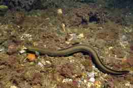 En lang europeisk ål på havbunnen. Han er brun i fargen, noe også omgivelsene hans er.