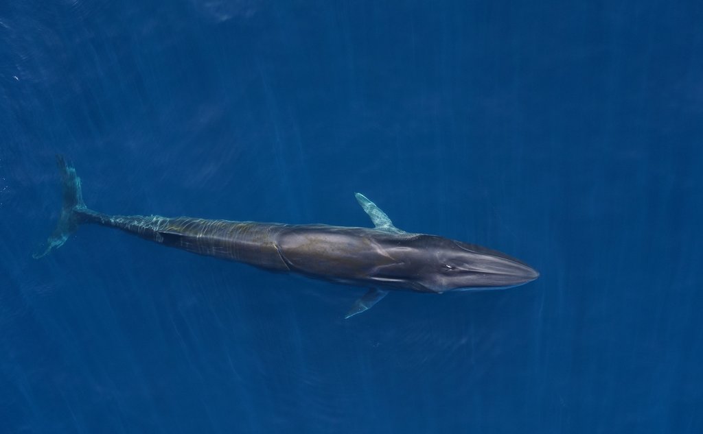 Finnhval i havoverflaten fotografert med drone.
