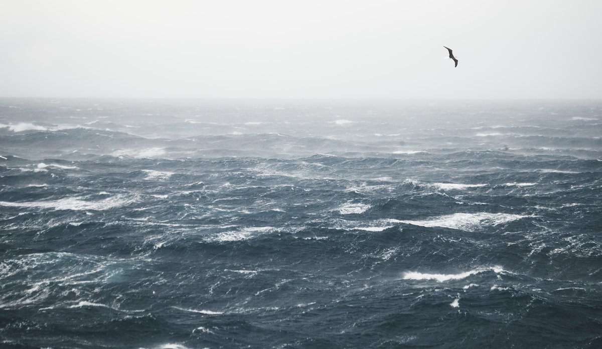 
Urolig hav med hvite bølgetopper, og en måke som flyr forbi