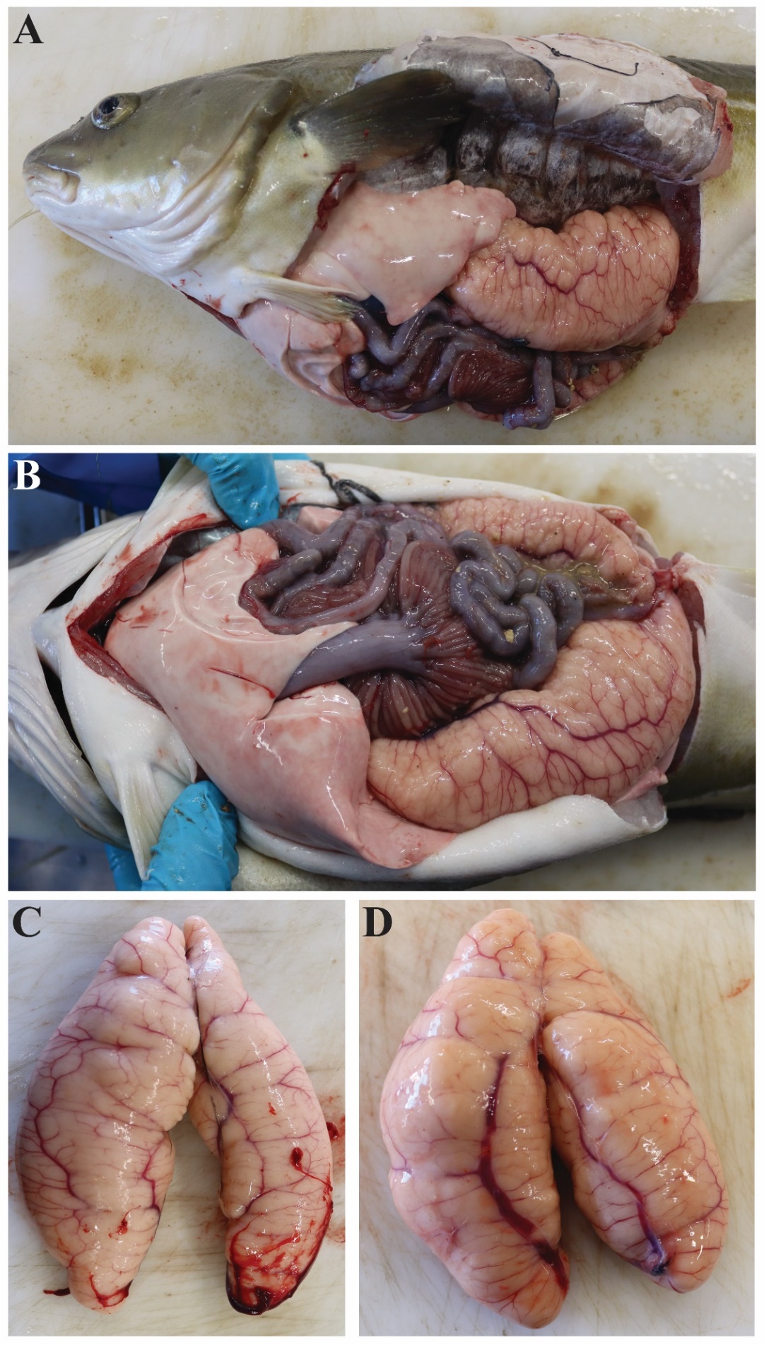 Figuren viser to fotografier av en hunntorsk åpnet ventralt og på siden, slik at man kan se organene i bukhulen, spesielt eggstokken som tar opp halvparten til 2/3 av plassen i bukhulen. To andre bilder viser samme eggstokk med forskjellige forstørrelser. Vaskularisering (blodkar) er fremtredende.